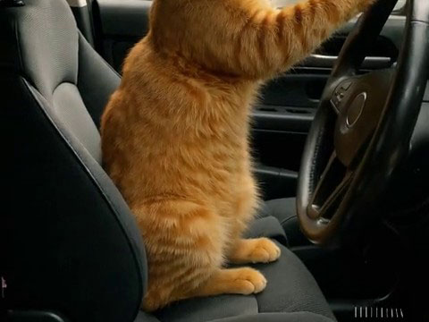 Cat Taxi preview