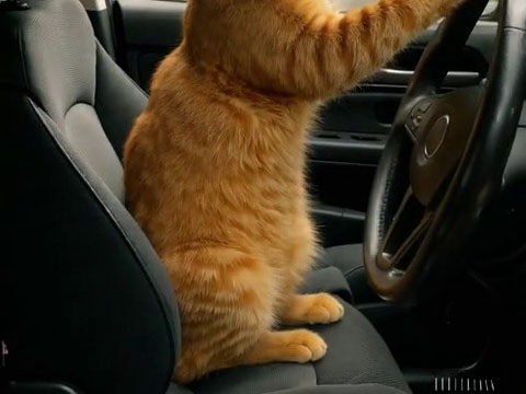 Cat Taxi