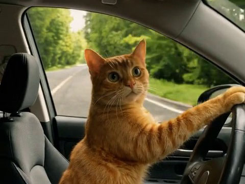 Cat Taxi preview