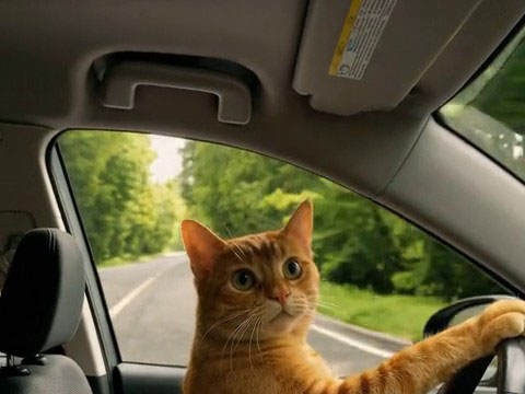 Cat Taxi preview